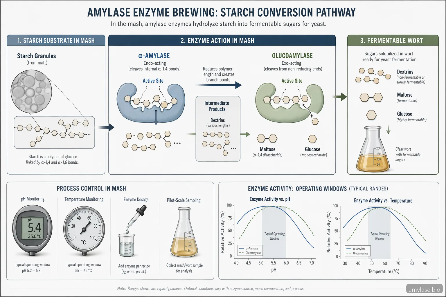 Amylase Enzyme Brewing: Practical Supplier Guide for Breweries — process diagram