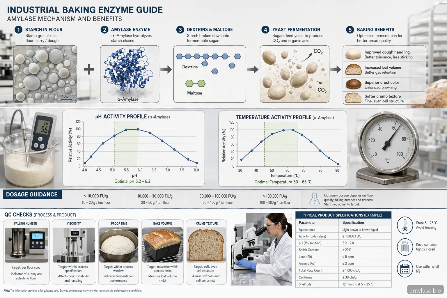 amylase enzyme for baking supplier guide diagram showing starch conversion, pH-temperature window, and QC checks