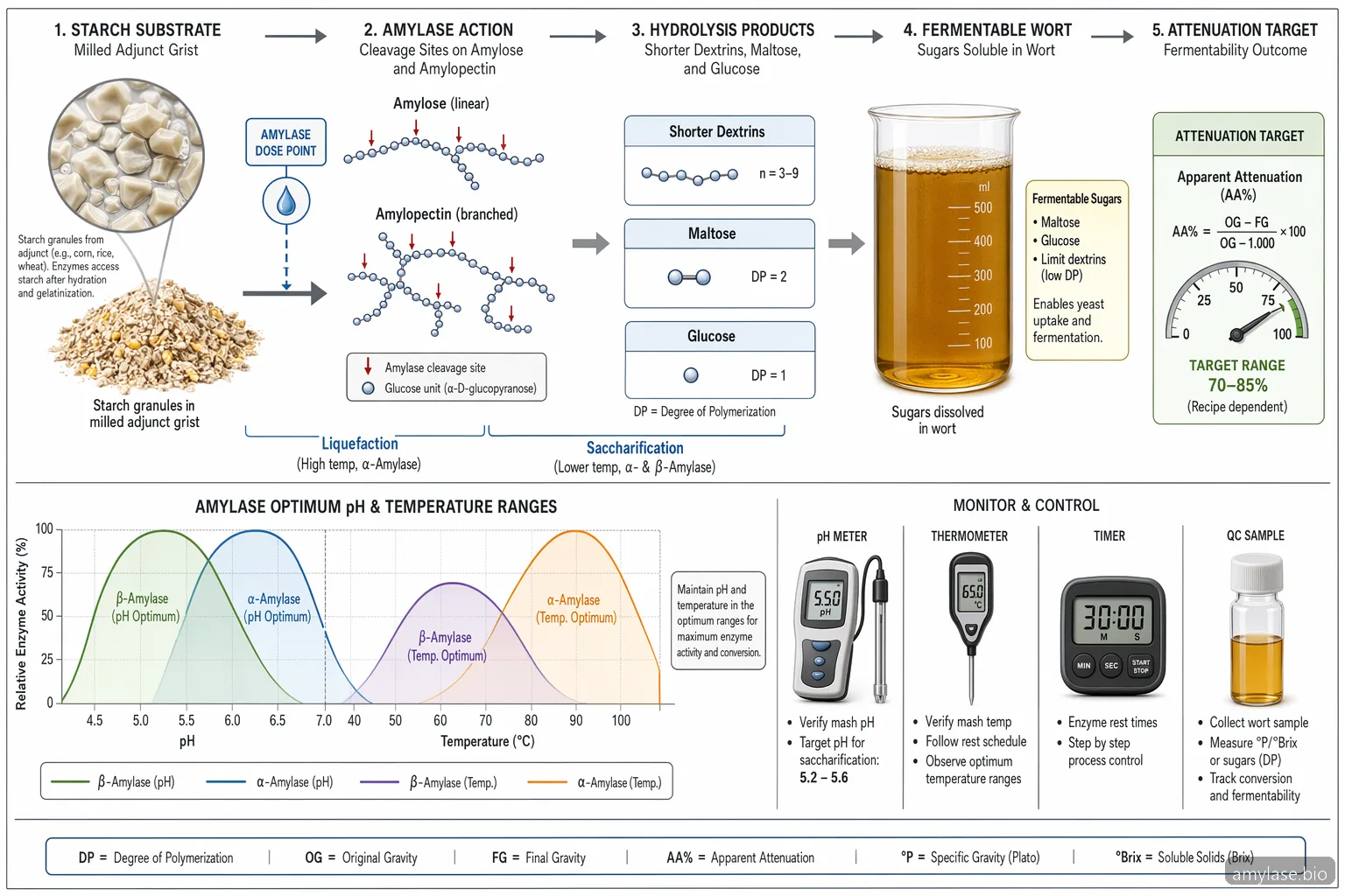 how to use amylase enzyme in brewing: starch-to-sugar process diagram with pH, temperature, dose, and attenuation checkpoints